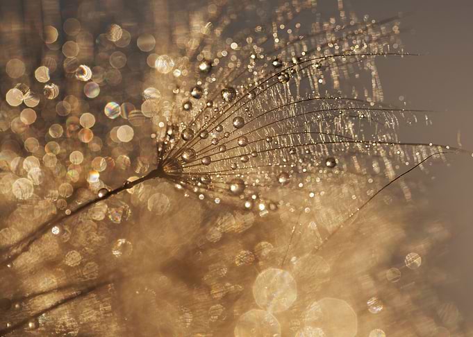 Dandelion Seed with Water Droplets