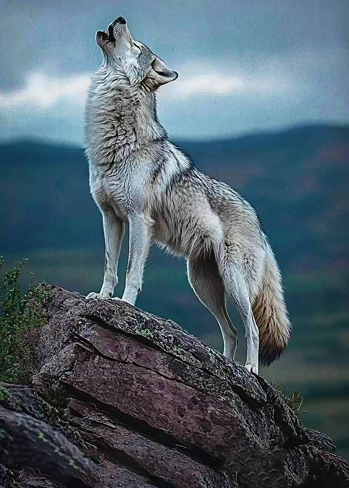Wolf howling on a rock