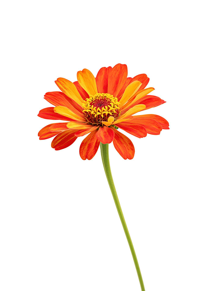 Orange and Yellow Zinnia Flower