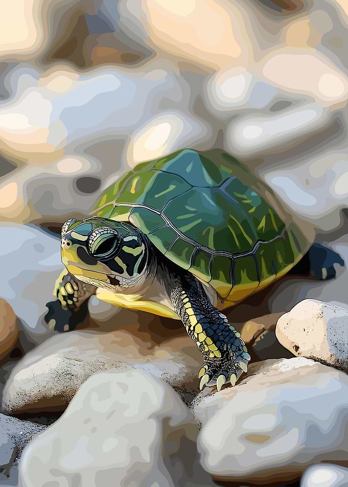 Turtle on Pebbles