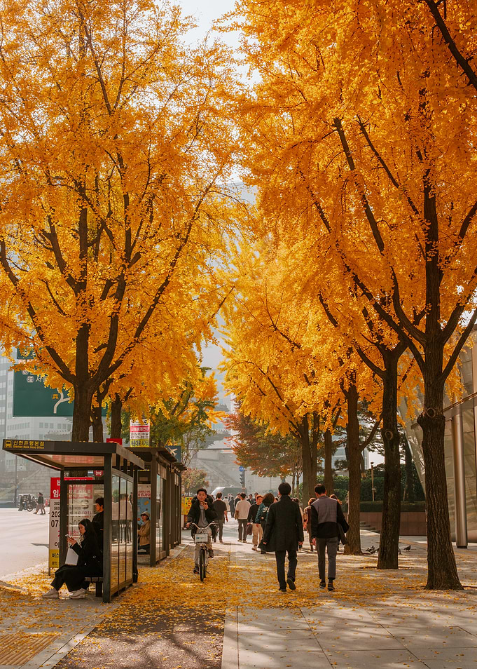 Autumn street with golden ginkgo trees in Seoul, South Korea