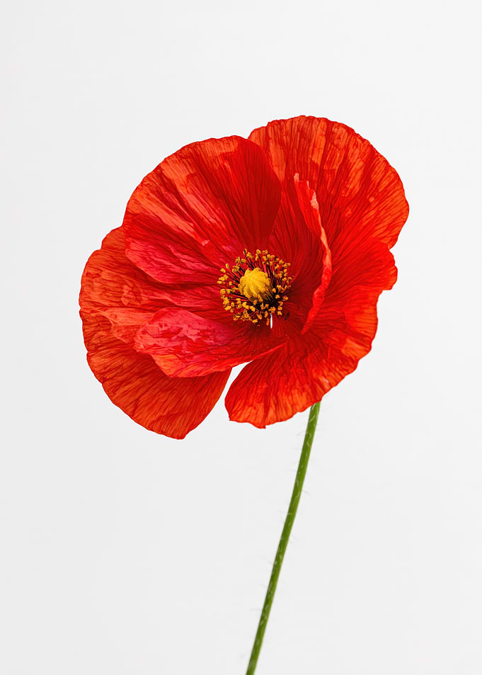 Red Poppy Flower