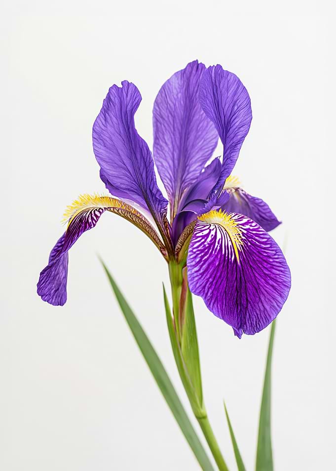 Purple Iris Flower