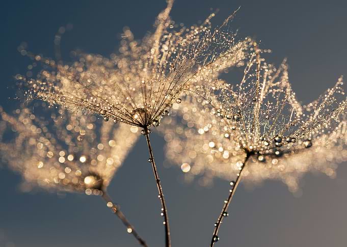 Dandelion seeds with water droplets