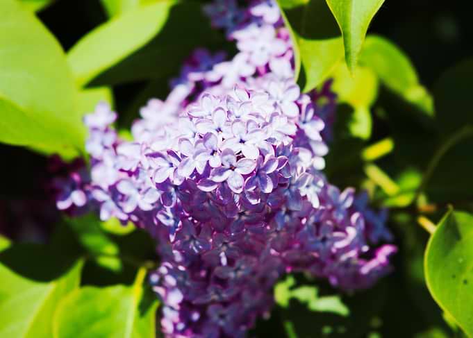 Close-up of purple lilac flowers
