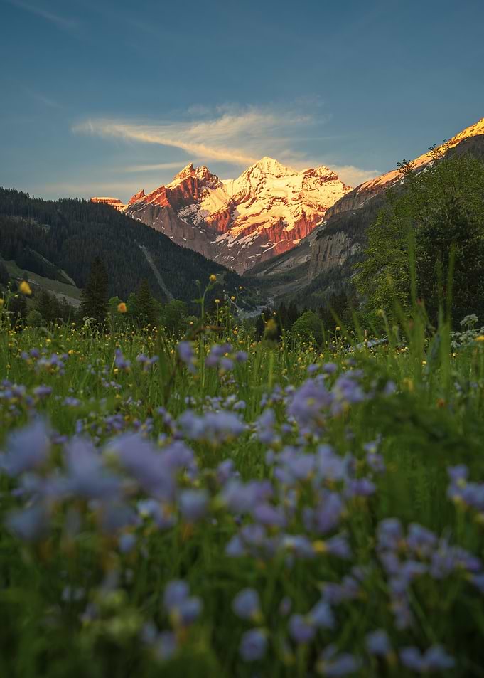 Alpine Meadow at Sunset