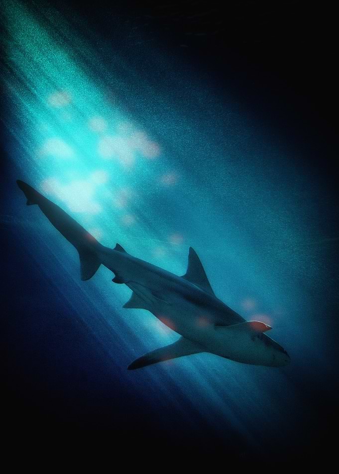 Shark swimming in deep blue ocean