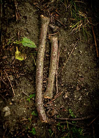 Two broken branches on the ground