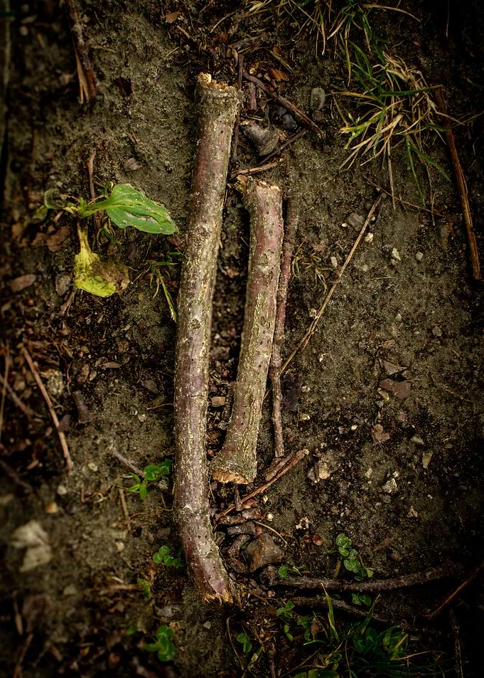 Two broken branches on the ground