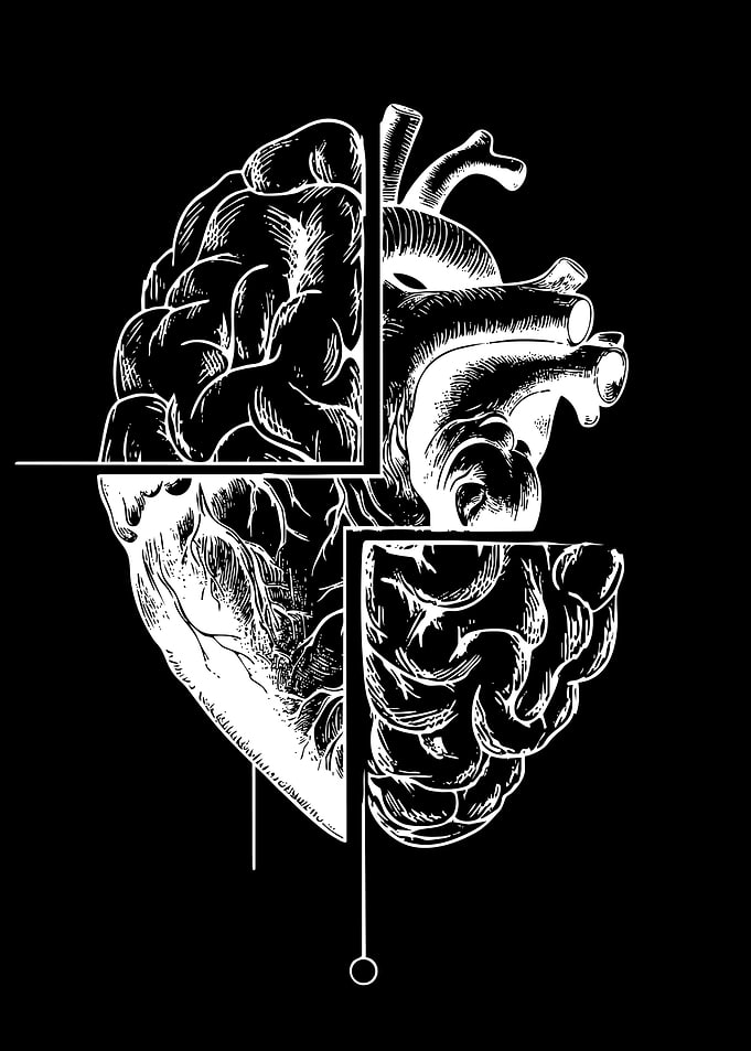 Split Brain and Heart Illustration