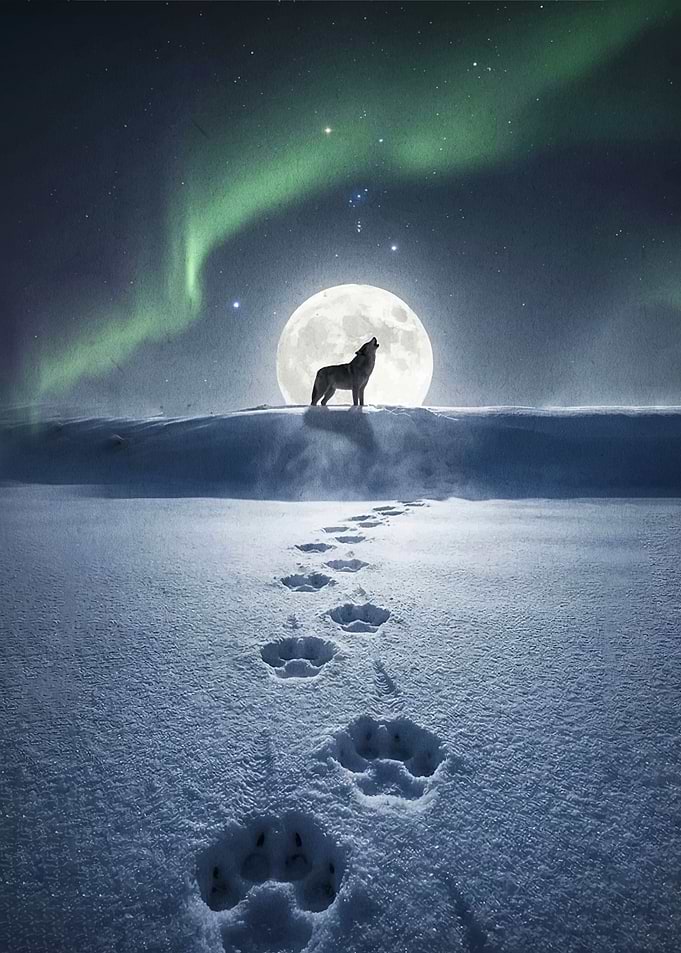 Wolf howling at the moon under aurora