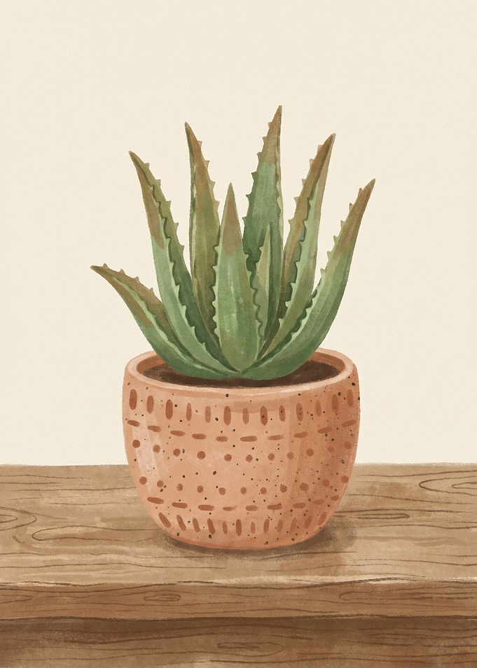 Aloe Vera Plant in a Pot