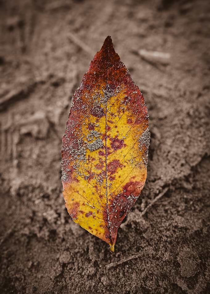 Autumn Leaf on Muddy Ground