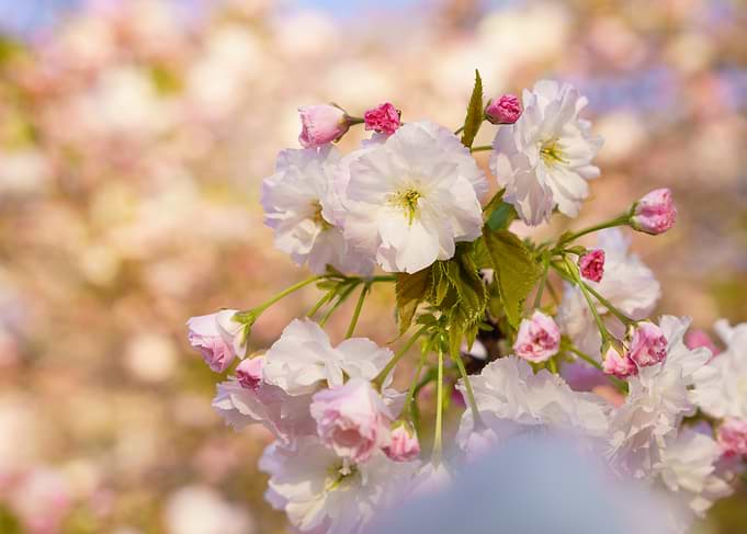 Cherry Blossoms in Bloom