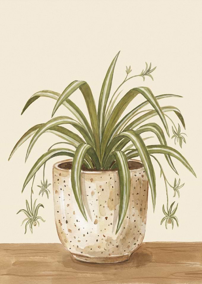 Spider Plant in a Speckled Pot
