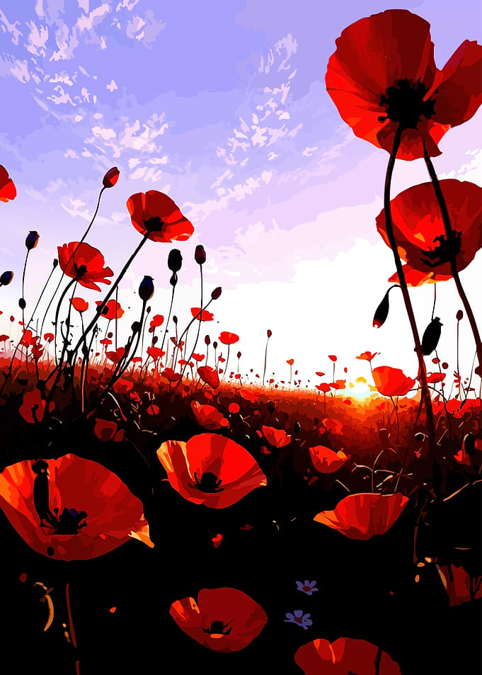 Field of Red Poppies at Sunset