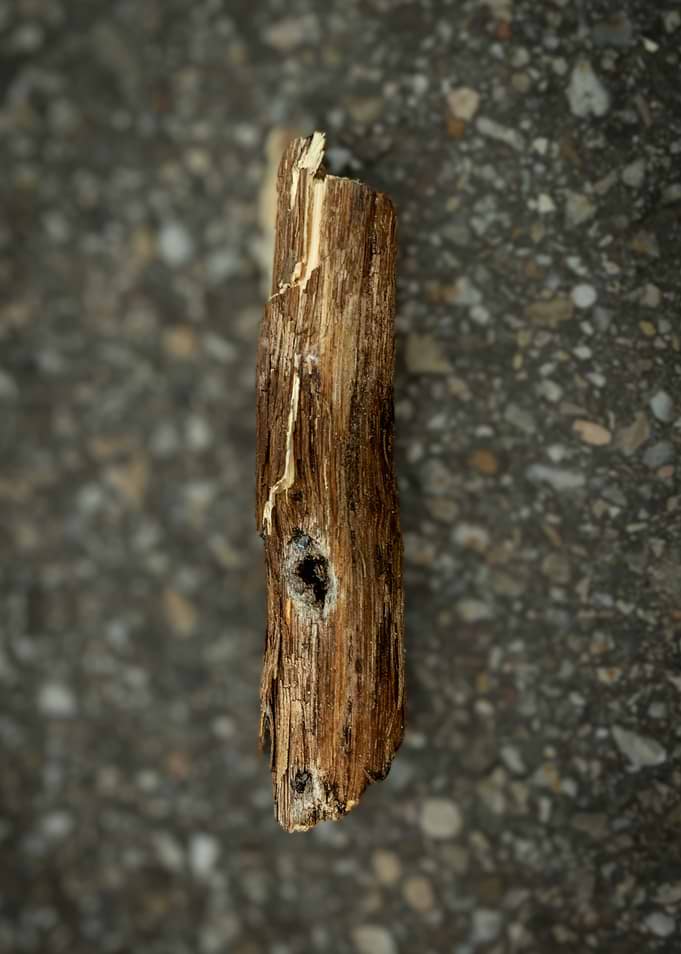 Close-up of a weathered wooden stick
