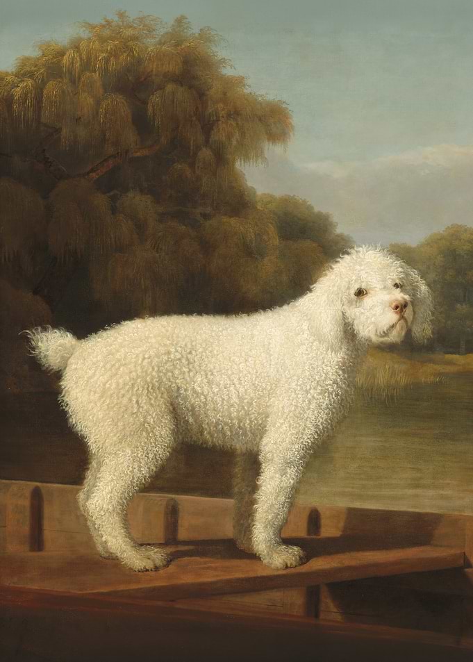 White Poodle in a Punt
