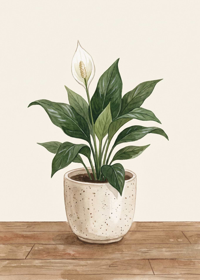 Peace Lily in a Speckled Pot