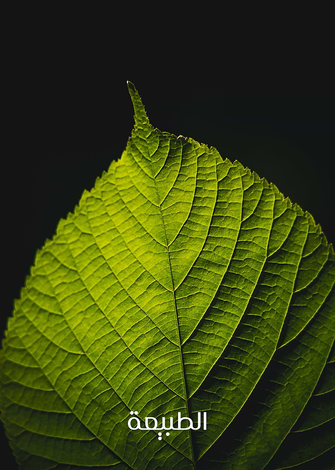 Close-up of a vibrant green leaf