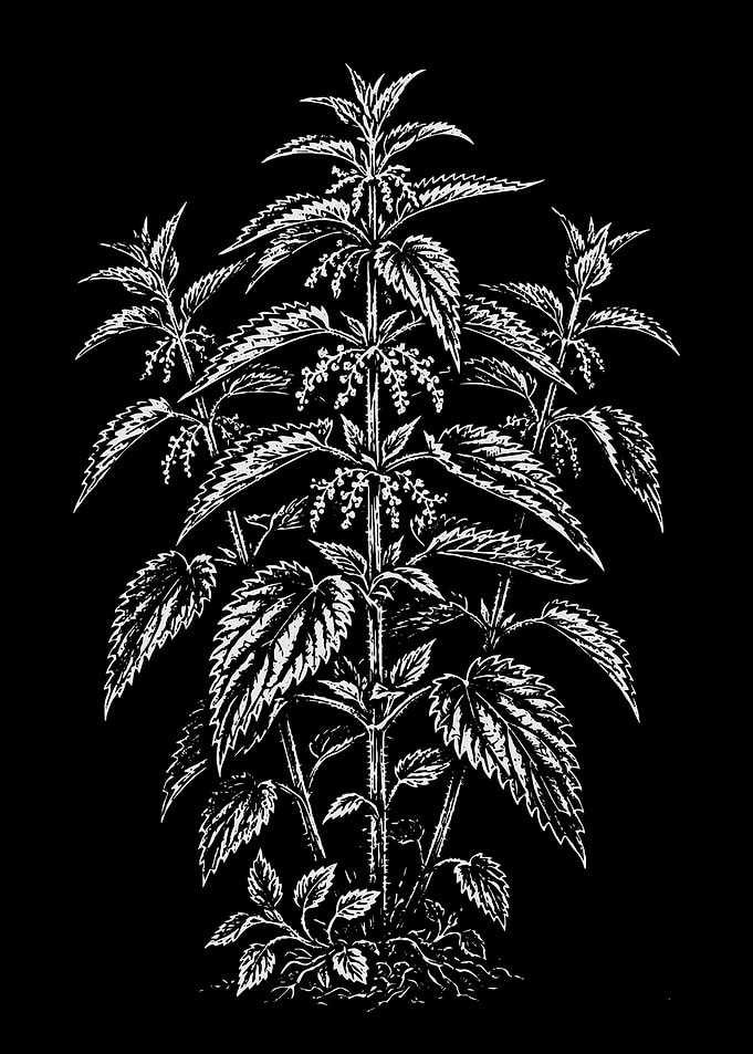 Stinging Nettle Plant Illustration