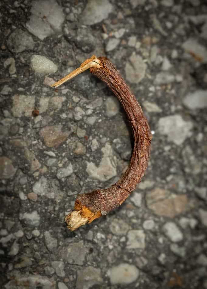 Dried plant stem on gravel
