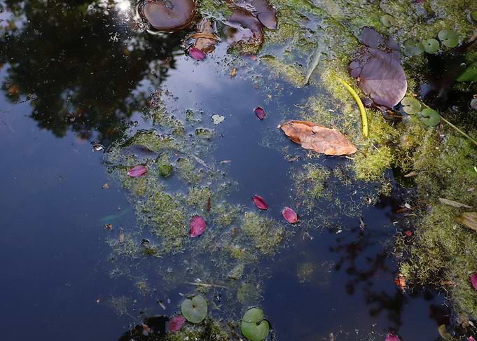 Pond Surface with Algae and Petals