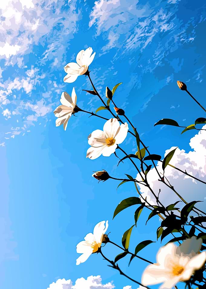White Flowers Against Blue Sky