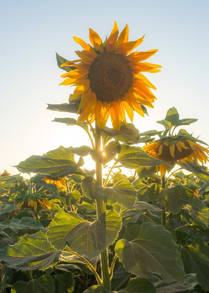 Sunflower Field at Sunset