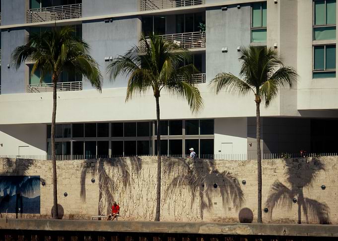 Palm Trees by Modern Building
