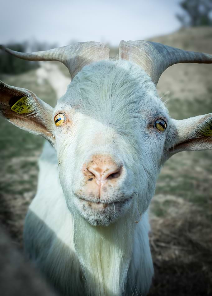 Close-up of a White Goat's Face