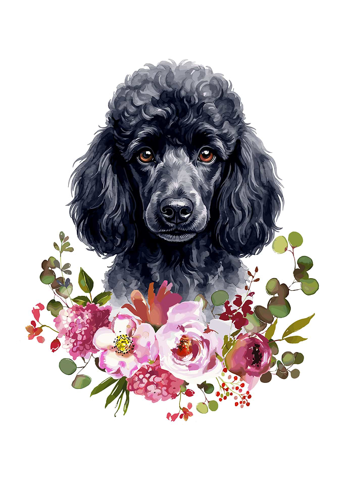 Black Poodle with Flowers