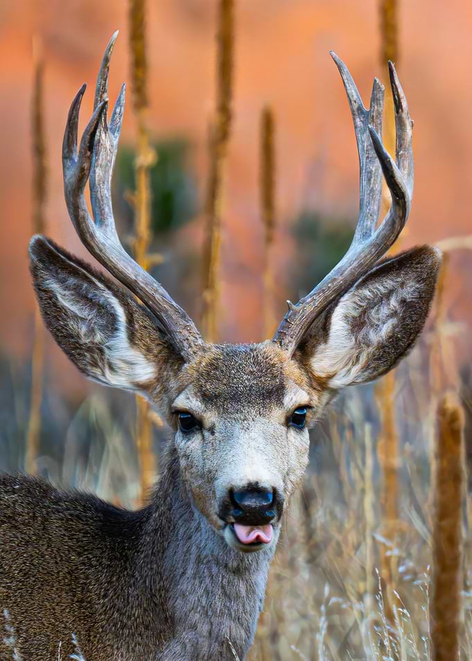 Silly Deer