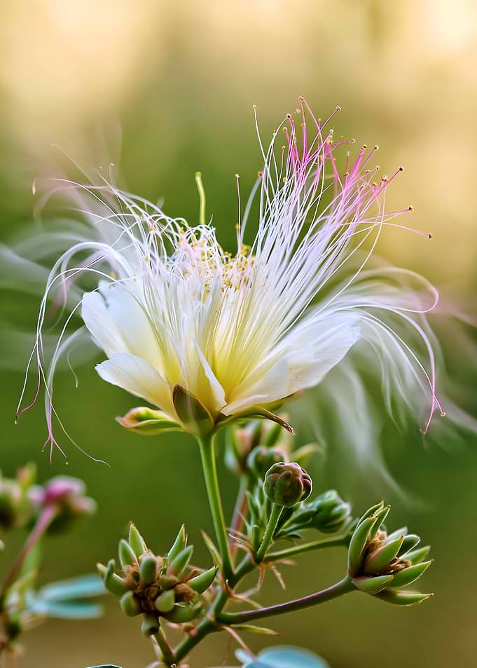 Delicate White and Pink Flower