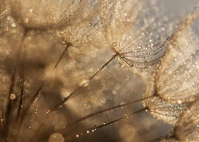 Dewdrops on Dandelion Seeds