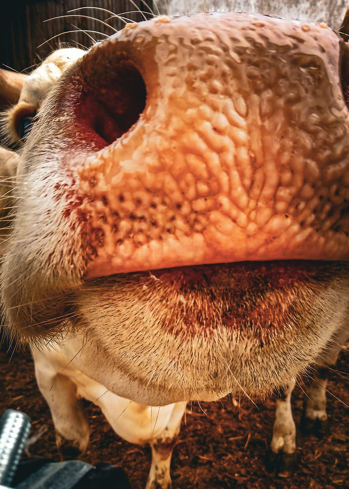 Close-up of a Cow's Snout
