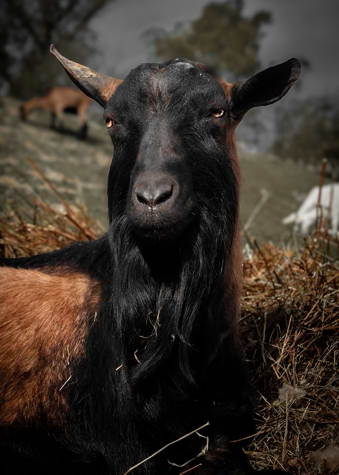 Close-up of a black and brown goat