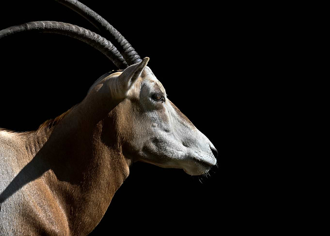 Scimitar Oryx Profile