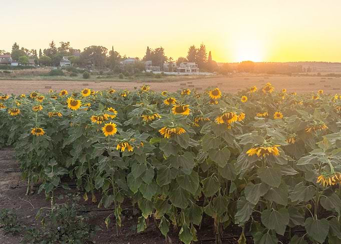 Sunflower field at sunset