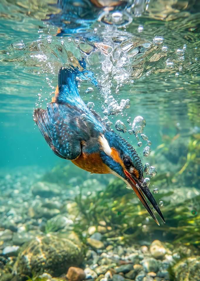 Kingfisher diving underwater