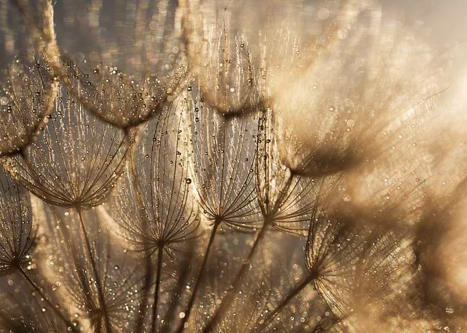 Macro Dandelion Seeds with Water Droplets