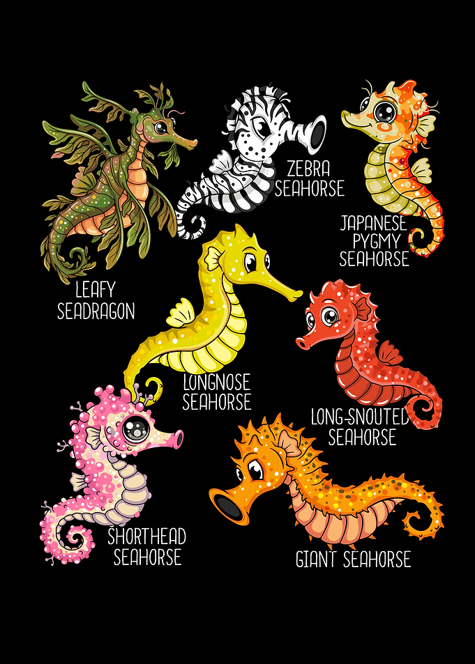 Seahorse Species Scuba Diving Lover Underwater Seahorses