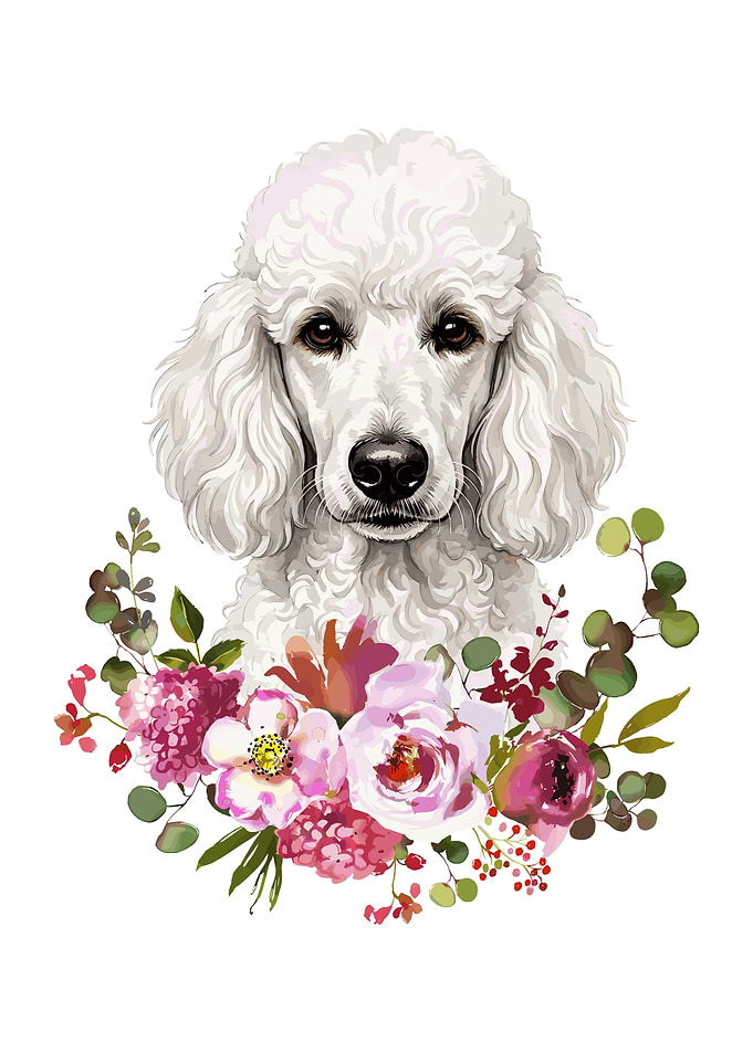 White Poodle with Flowers
