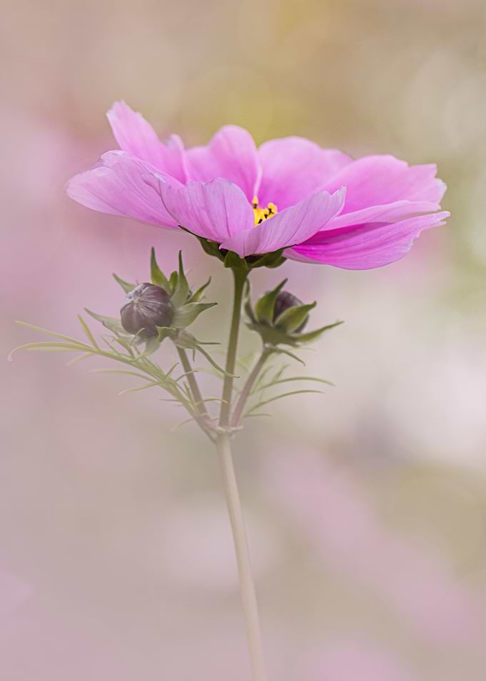 Pink Flower with Buds