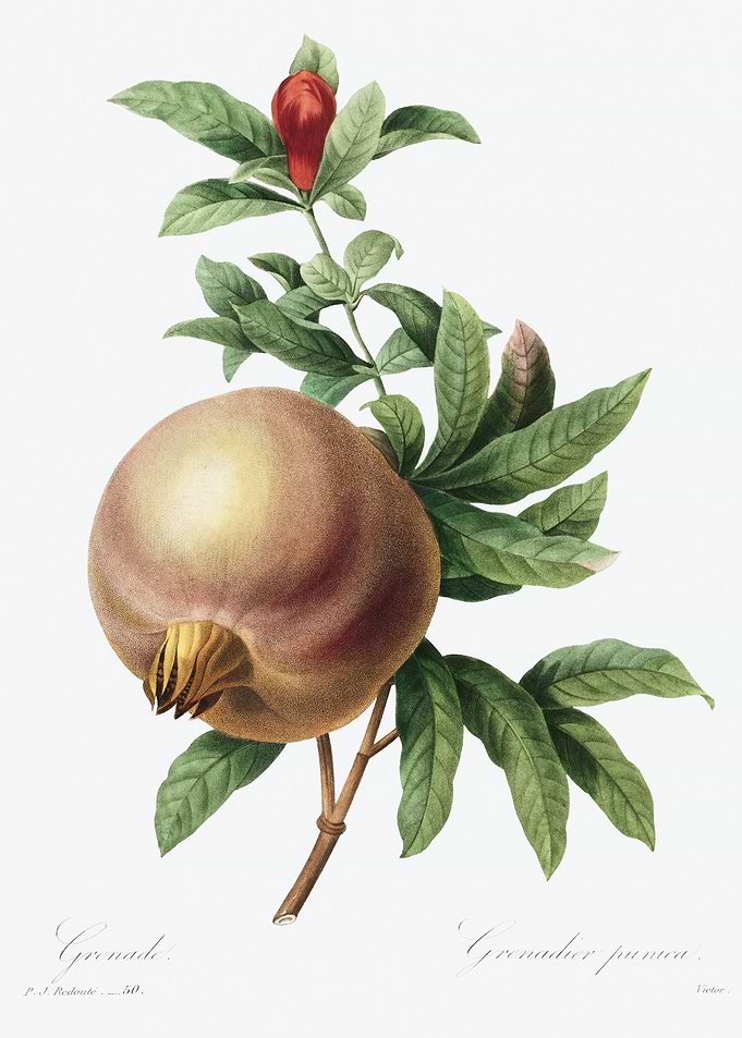 Pomegranate fruit and flower illustration