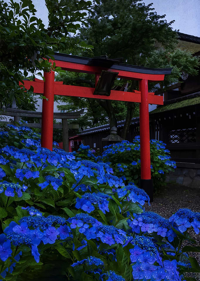 Red Torii Gate with Blue Hydrangeas