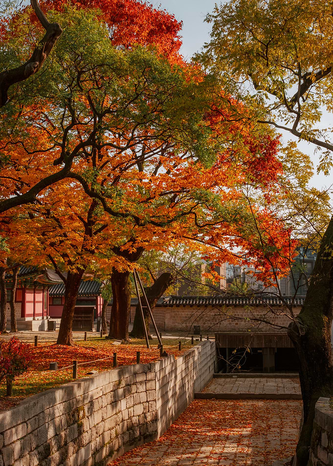 Autumn foliage in a historic Korean courtyard