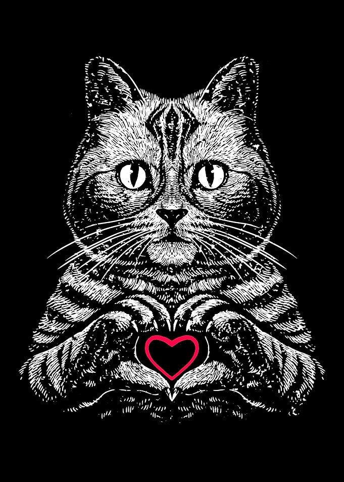 American Shorthair True Affection