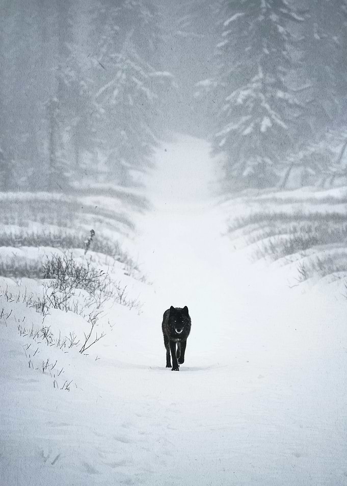Black wolf walking in a snowy forest