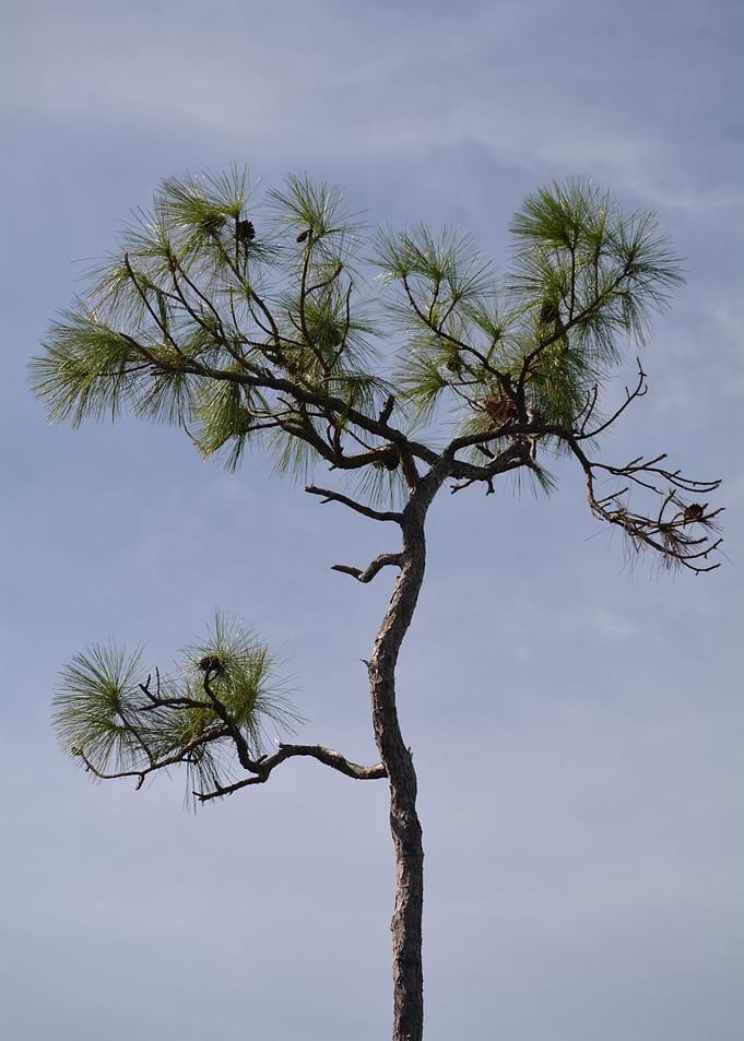 Pine Tree Against Blue Sky